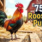 75+ Rooster Puns